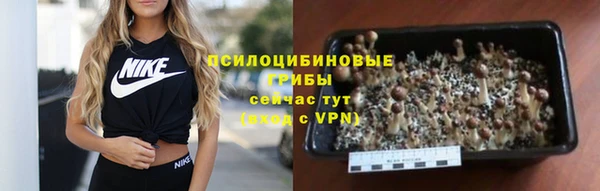 стаф Богданович