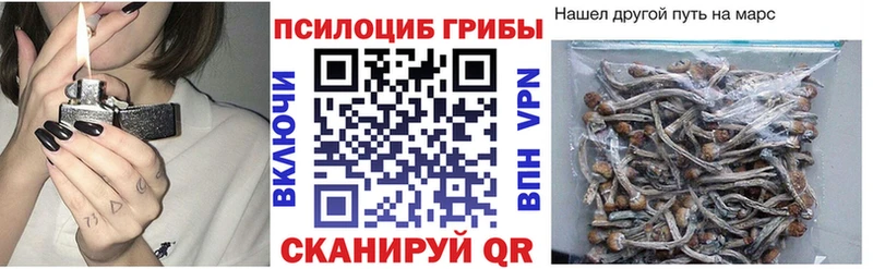 Галлюциногенные грибы Psilocybe  купить закладку  Кировград 