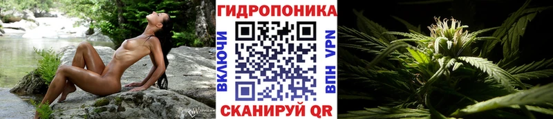 Бошки марихуана индика  наркотики  Кировград 